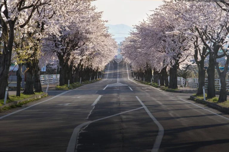 Essential Japan Travel Tips That You Should Know