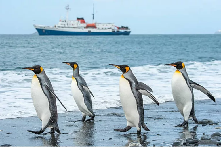 Guide to Polar Cruises to Antarctic